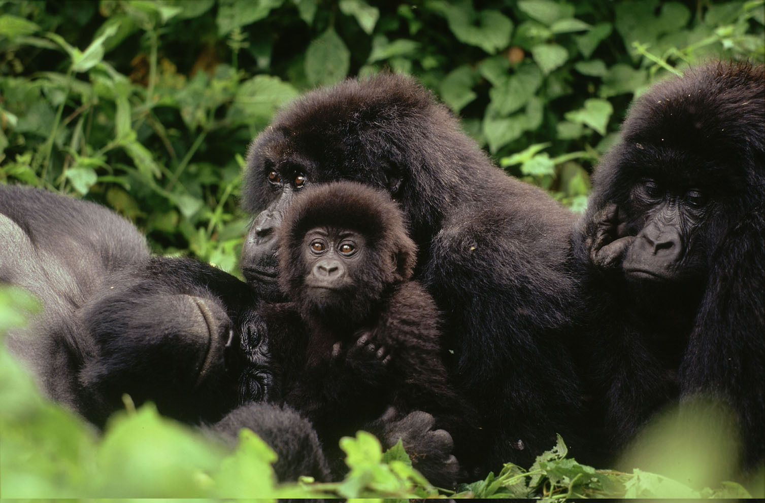5 Days Uganda Gorillas & Queen Elizabeth Safari