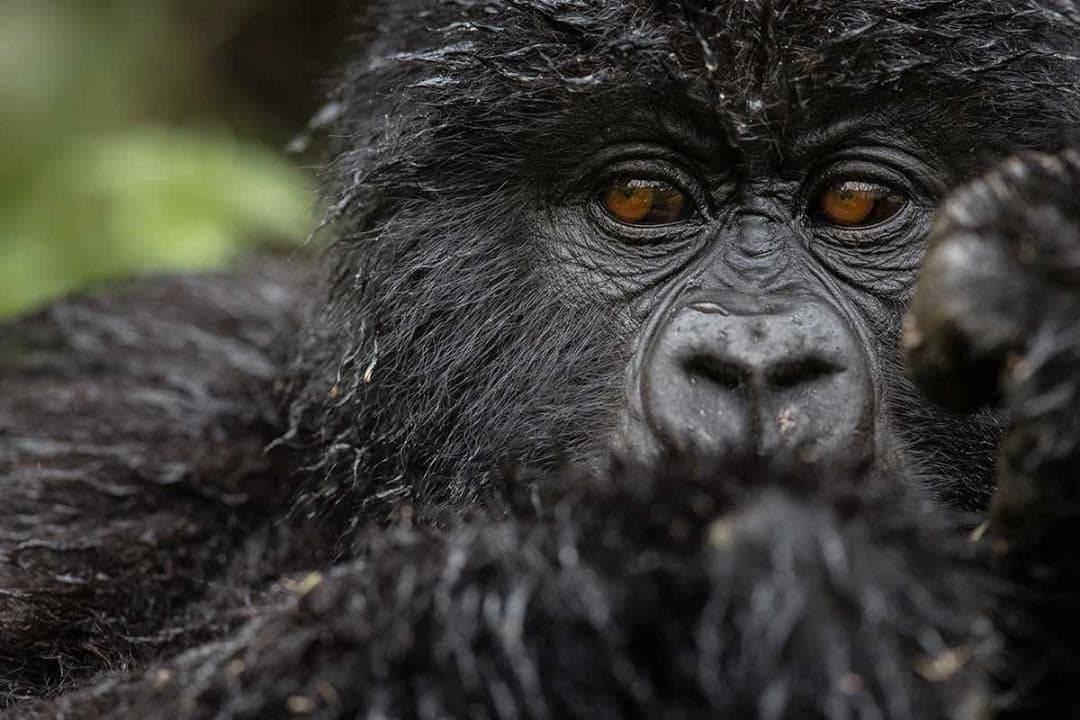 5 Days Rwanda Primate Safari: Gorillas & Golden Monkeys