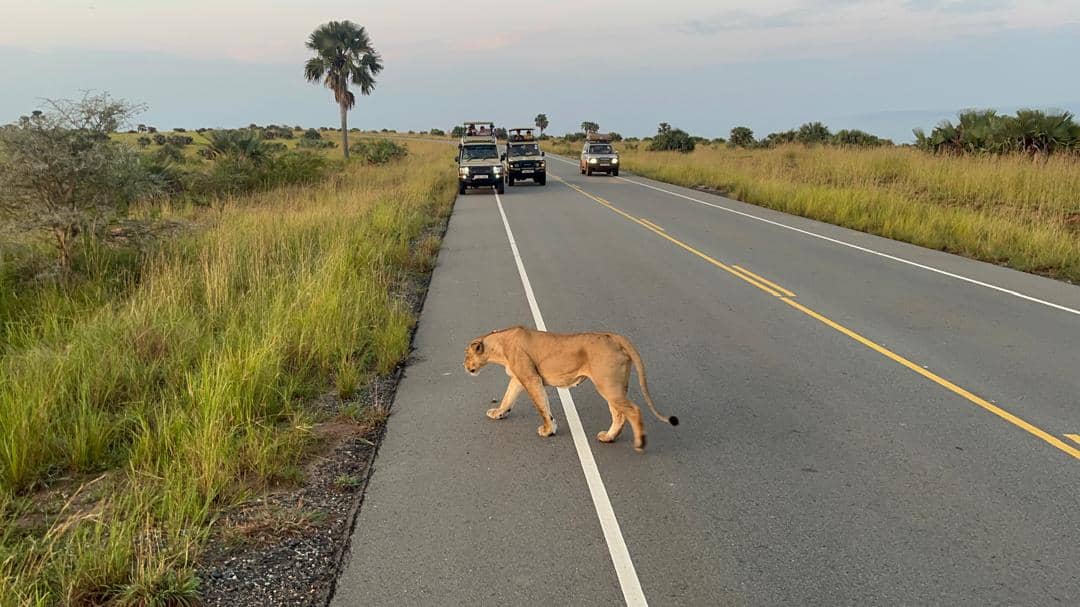 10 Days – Best of Uganda (Big Five + Primates + Murchison)