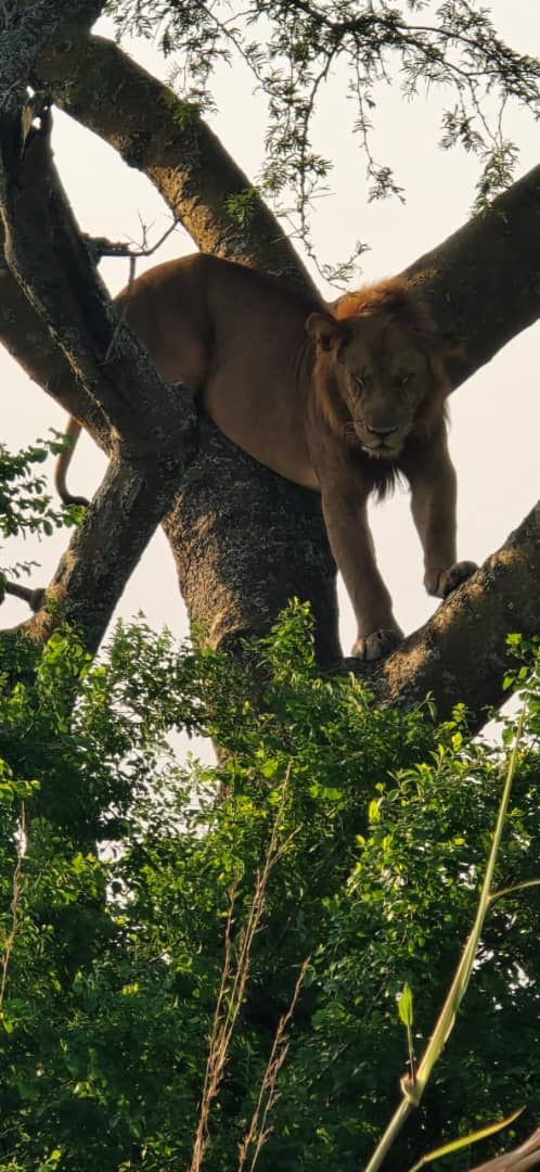 7 Days – Primates & Big Five Safari