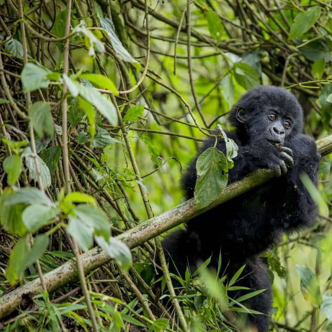 Days Mount Nyiragongo & Virunga Gorillas
