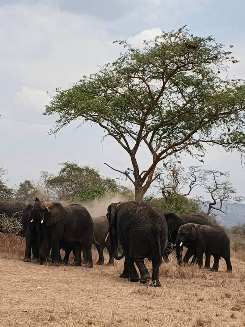 7-Day Tanzania Safari Adventure