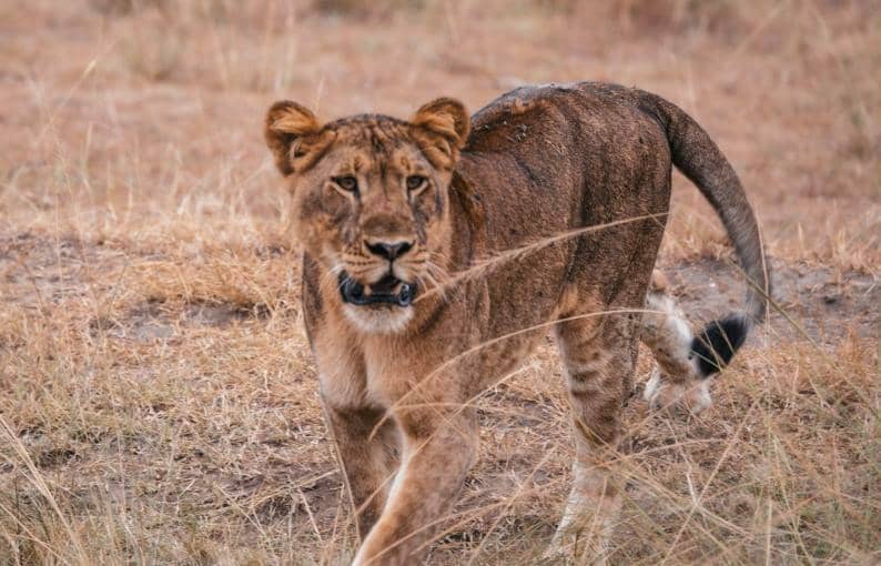 5-Day Tanzania Safari Highlights